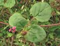 Boerhavia diffusa